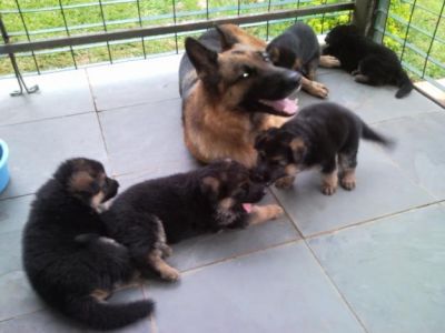 pastores alemaes com pedigrre -- grande porte 