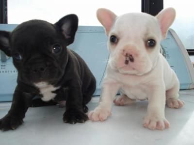 simpático buldogue francês ,Dois buldogue francês cachorros