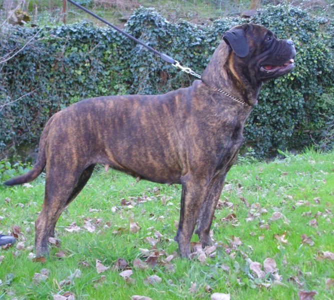 Cães de Guarda & Companhia ninhada Bullmastiff 