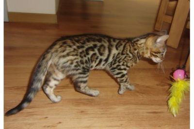 TICA Savannah, Serval, Ocelot e Bengala gatinhos disponíveis para venda
