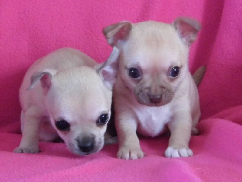 Filhotes impressionantes Chihuahua.