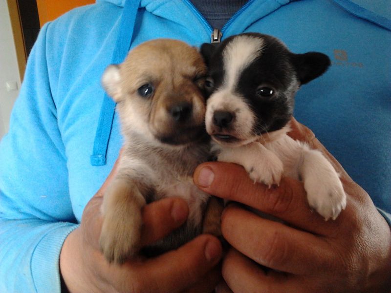 Chihuahuas  miniaturas pelo curto