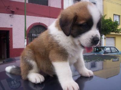 Filhotes São Bernardo para adoção