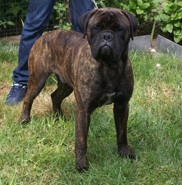Cães de Guarda & Companhia ninhada Bullmastiff 