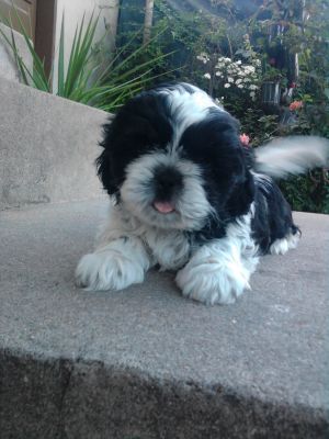 shih tzu- cães de porte pequeno