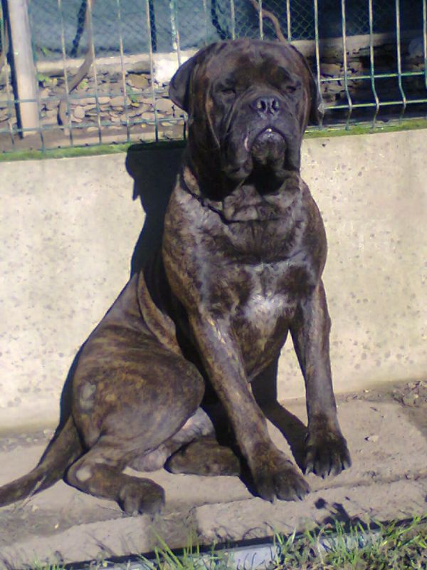 Cães de Guarda & Companhia ninhada Bullmastiff 
