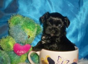 Filhotes de cachorro yorkshire para adoção