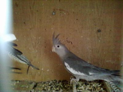 Caturras, Agapornis e Red Rumpeds