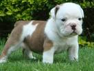 adorable encantador Inglês bulldog cachorros para adopção