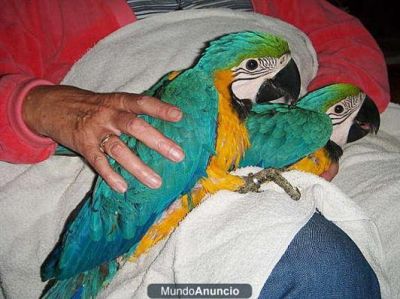 bem casa levantada papagaios azul e ouro para nova casa