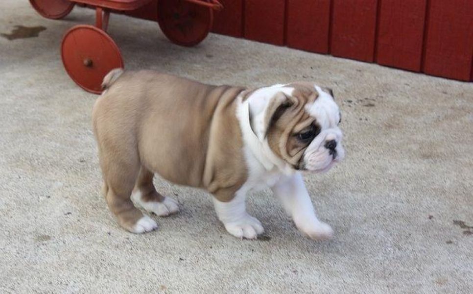 Lindos filhotes de Bulldog Inglês disponíveis.