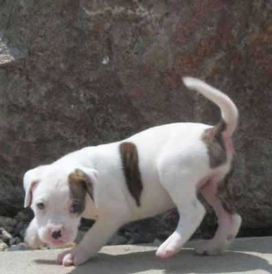 macho e fêmea filhotes American Pit Bull para adoção gratuita,