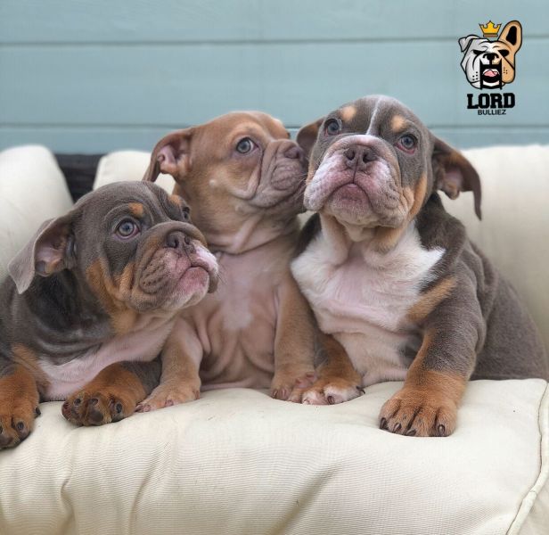 Filhotes de bulldog inglês.