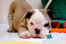  Cachorros Bulldog Inglês