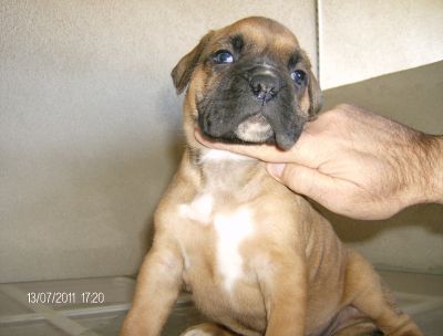 BOXER CACHORRAS