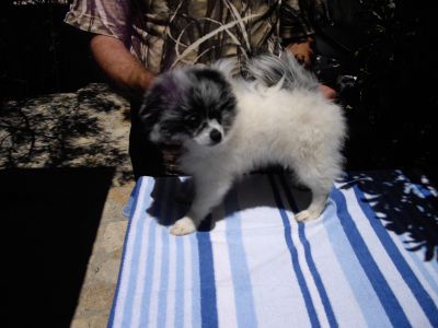 Vende-se cachorros de cores raras e espectaculares