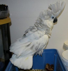 Eu tenho uma bela cacatua goffin bem domesticado para venda.