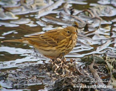 Vendo Petinha-dos-Prados (Anthus pratensis) anilhado e nascido em cativeiro