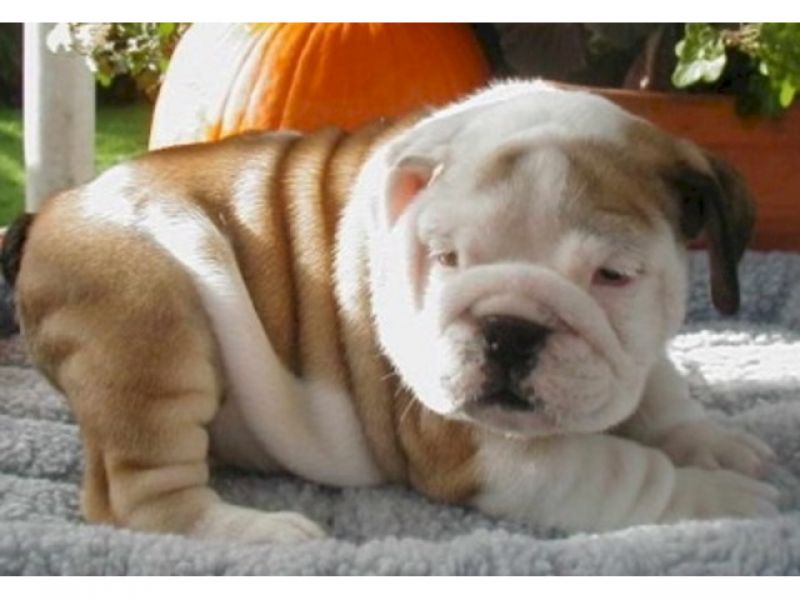 Presente de cachorro disponível cachorros bulldog inglês