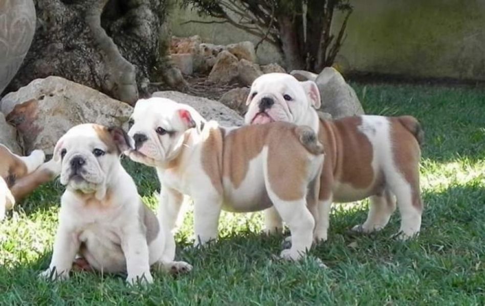 Bulldog inglês excelente cachorros.