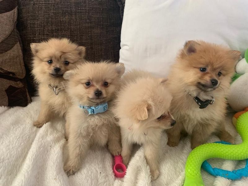 Lindos filhotes registrados da Pomerânia, prontos para partir