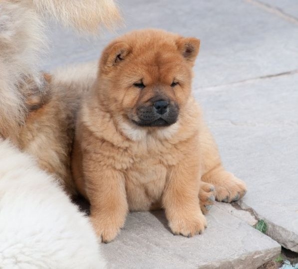 Chow Chow Puppies Masculino / Feminino