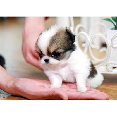 	mini saudavel chihuahua cachorros