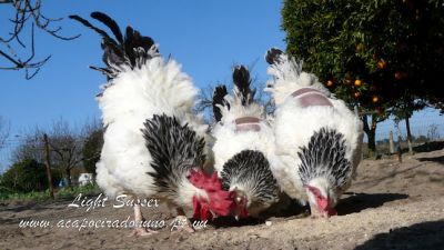 Ovos e galinhas de raça Sussex Light