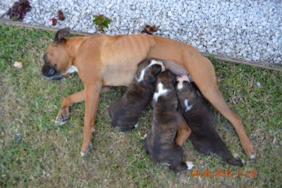 Boxer´s Cachorros