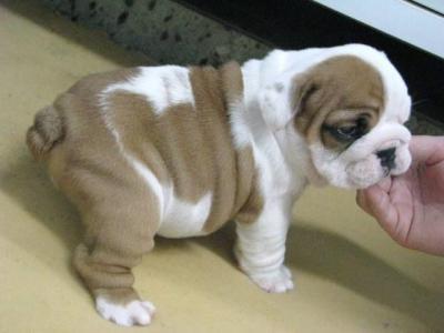 AKC registado Inglês bulldog Puppies.