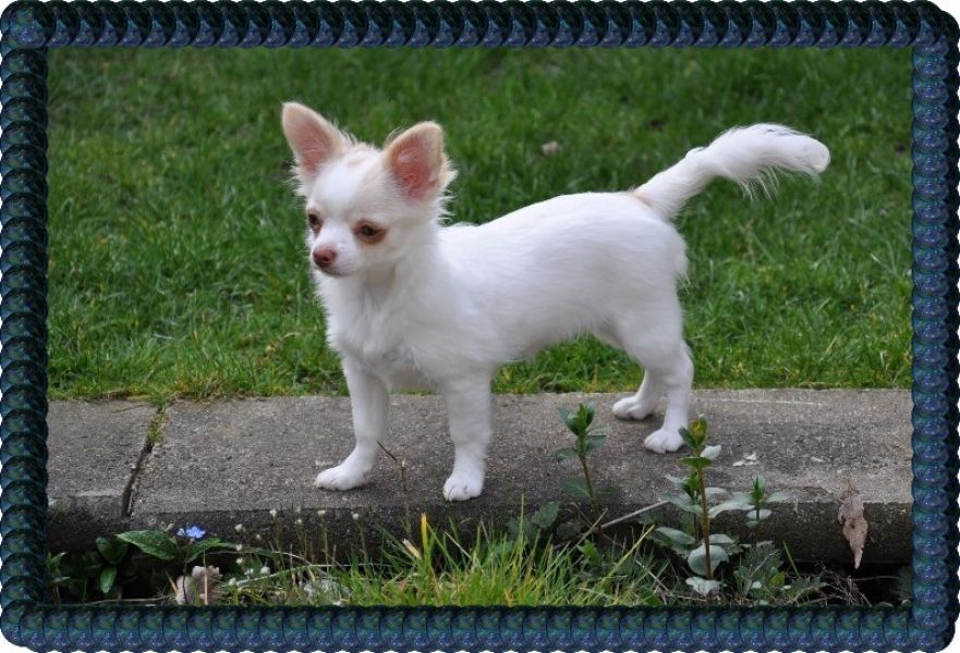 Filhotes de cachorro chihuahua bonitos para Adoção