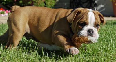 Inglês bull dog filhotes para adoção