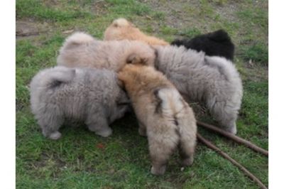 Filhotes chow chow pronto para adopção
