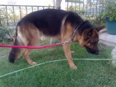 pastores alemaes de qualidade com pediggre 