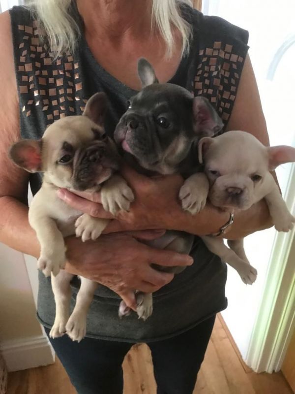 Filhotes Frenchie PARA ADOPÇÕES