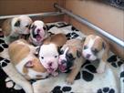 Bulldog cachorros BEM ADORÁVEL BUSCANDO uma nova casa, contacte-me agora para mais informações e fot