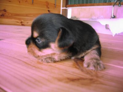 Cachorros yorkshire terrier