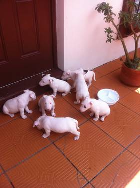 Bullterrier filhotes com pedigree