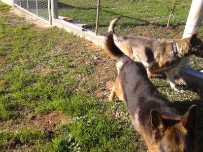 pastores de qualidade - grandes e fortes