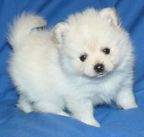 Filhotes da Pomerânia