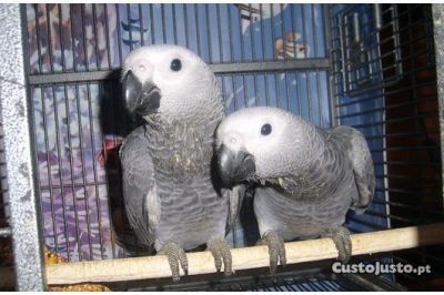 2 papagaios cinzentos c 13 meses independentes 
