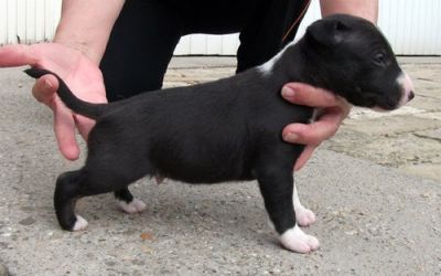 Adoráveis ​​filhotes de Bull Terrier macho e fêmea disponível agora