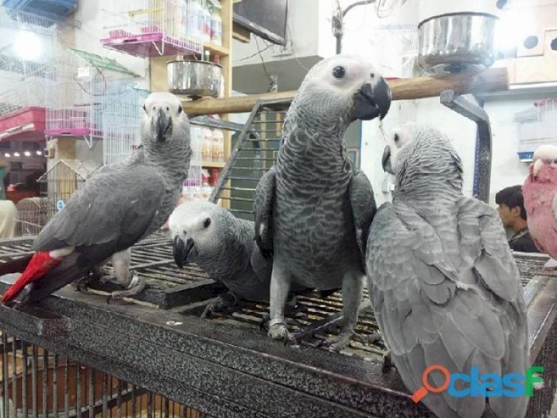 Loro yaco papillero de cola roja en adopcion