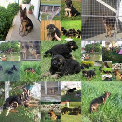 pastor alemao  puros