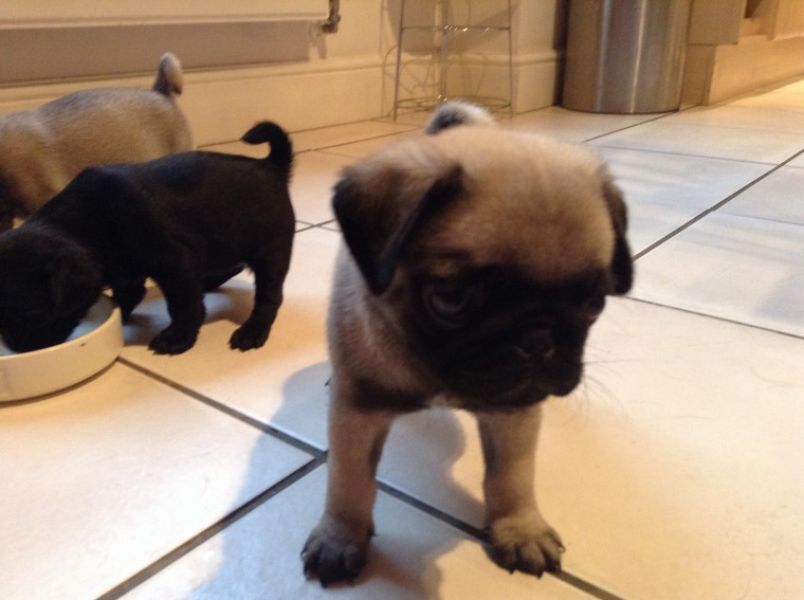 Adoráveis ​​filhotes de pug para adoção