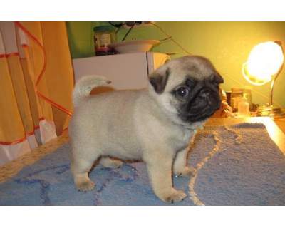 pug carlin Masculino e feminino