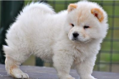 Filhotes chow chow para adopção