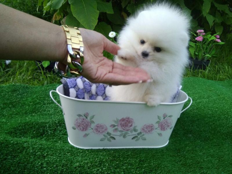 Filhotes de cachorro pomeranian minúsculos
