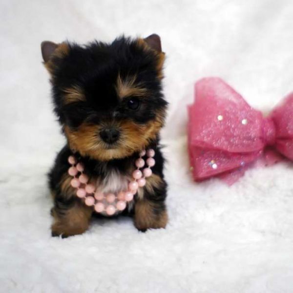 Adorável inteligente masculino e feminino pomeranian