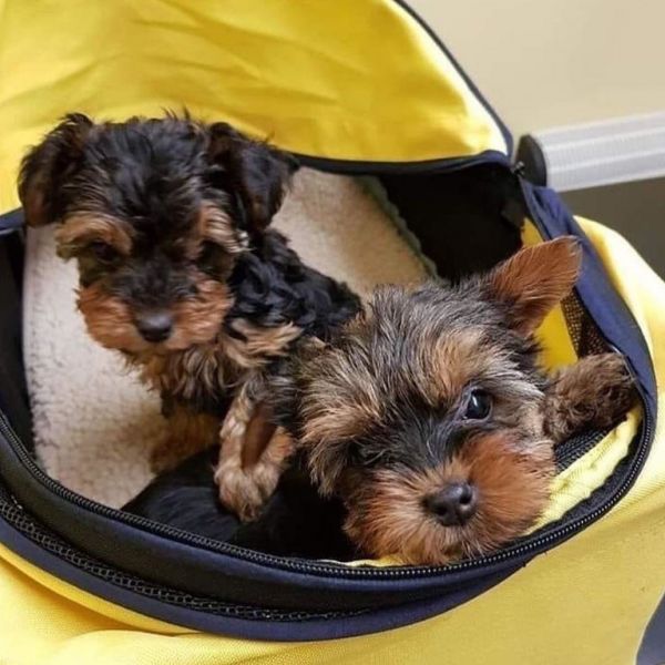 Lindos filhotes de yorkie